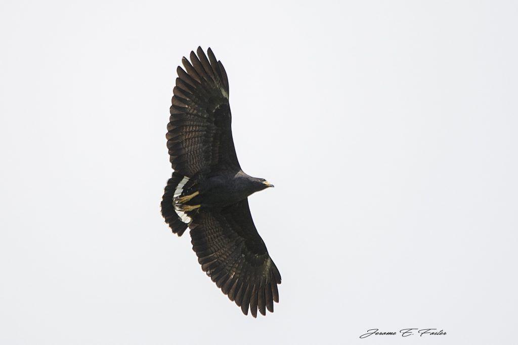 Black Hawk Bird Logo - ID Challenges: the Buteogallus hawks - eBird Central America