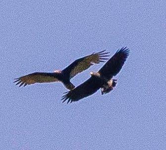 Black Hawk Bird Logo - Big Day – Great Black Hawk at Rio Tuis | Birds for Beer