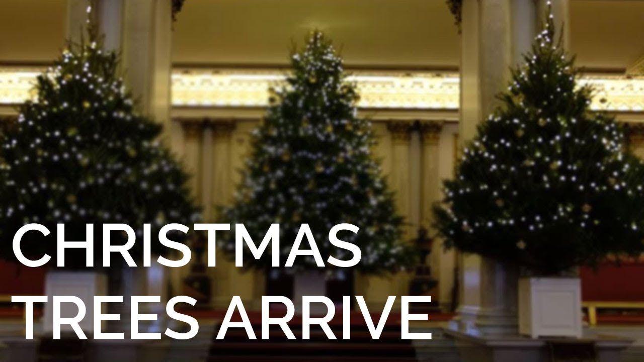 Buckingham Palace Christmas Logo - The Christmas Trees have arrived at Buckingham Palace!