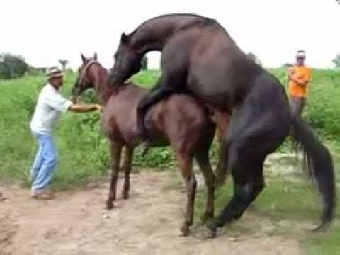 Crossed Horses Logo - Cross Breeding - Mating Horses - YouTube