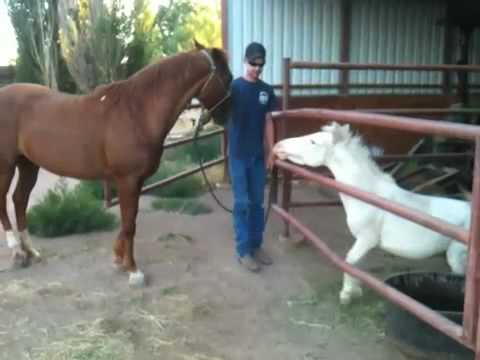 Crossed Horses Logo - Albino donkey horse cross - YouTube
