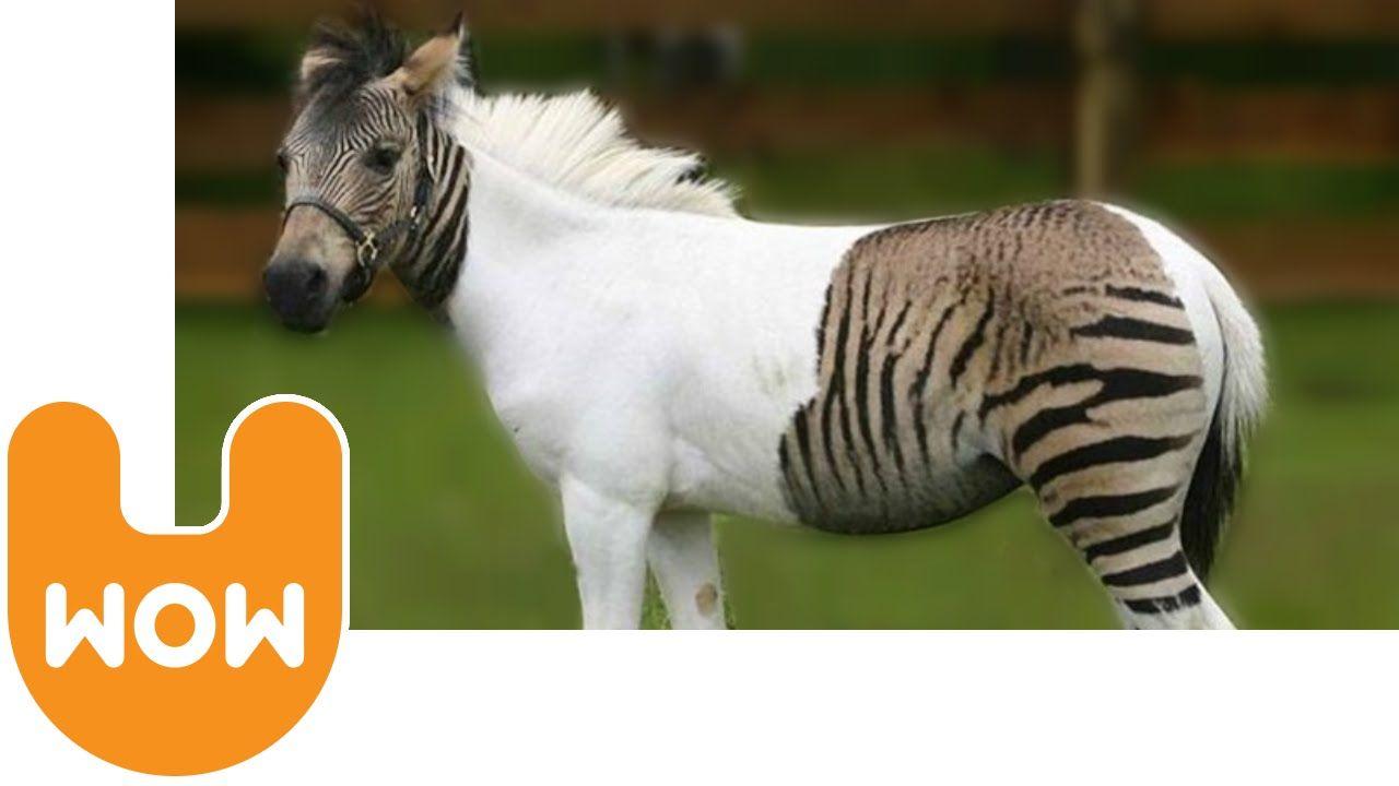 Crossed Horses Logo - The Zebra Horse