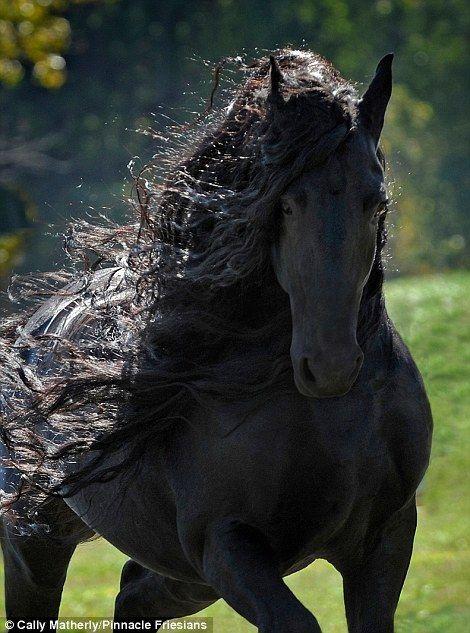 Crossed Horses Logo - Most handsome horse? Stallion wins fans over with his lustrous mane ...