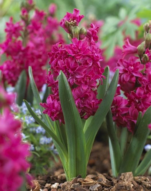 Double Red Diamond Logo - Double Hyacinths - Hyacinths - Autumn Planting - Bulbs, plants and more
