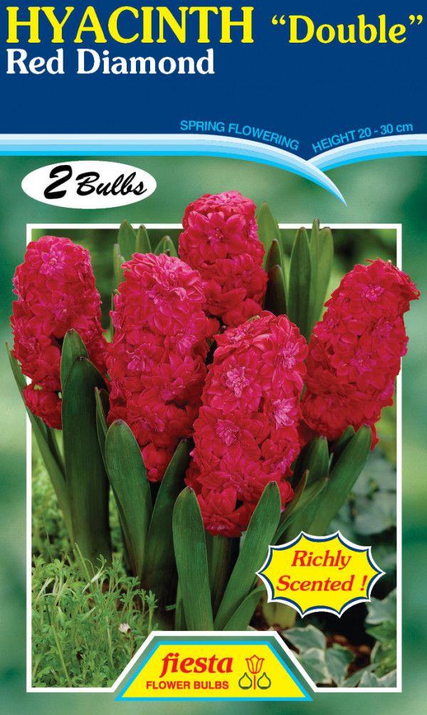 Double Red Diamond Logo - Hyacinth Double - Red Diamond 3 Pack