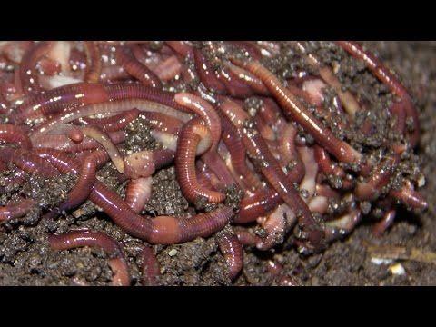 Fishing Worm Logo - How to Catch Worms for fishing with dish soap in your backyard! How