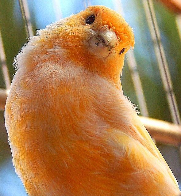 Little Orange Bird Logo - Orange Creamsicle Canary | Birds on We Heart It