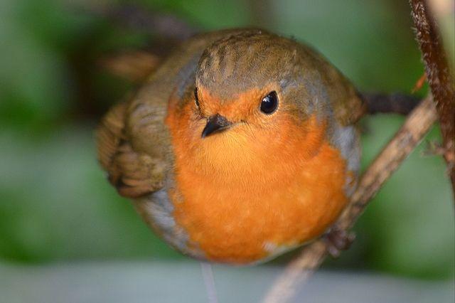 Little Orange Bird Logo - Small orange bird public domain free photo for download 4425x2949