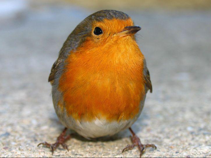 Little Orange Bird Logo - 14 of the Cutest Birds You've Ever Seen - YesPets.com