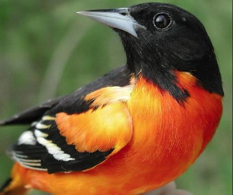 Little Orange Bird Logo - Baltimore Orioles: Cole's Bird of the Month for November's