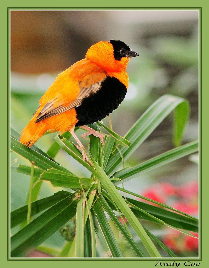 Little Orange Bird Logo - Orange and black bird (Orange Bishop) | Orange Bishop. Taken… | Flickr