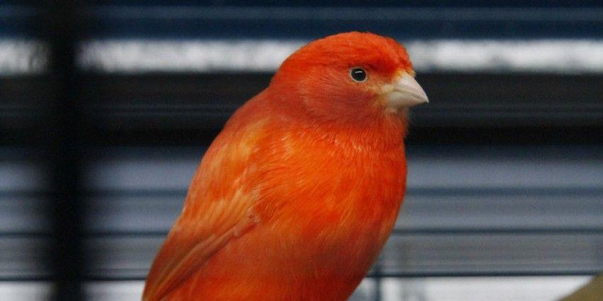 Little Orange Bird Logo - bird room of the menagerie pet shop with a focus on small birds