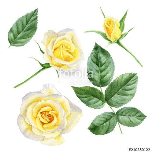 Yellow Bud Logo - Set of design elements watercolor yellow roses: flowers, leaves, bud ...