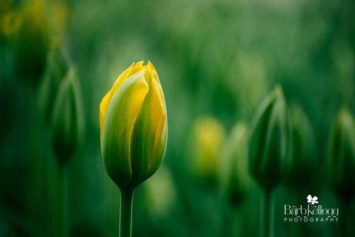 Yellow Bud Logo - Yellow Tulip Bud Fine Art, Flower, Nature Photography