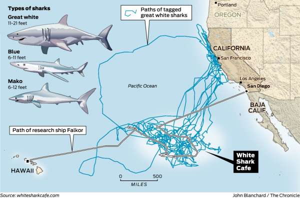 Shark in Triangle Logo - Mysterious great white shark lair discovered in Pacific Ocean