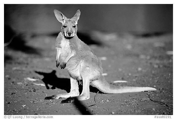 Black and White Kangaroo Logo - Black and White Picture/Photo: Young Kangaroo. Australia