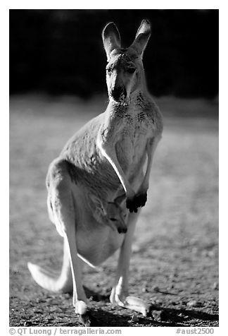 Black and White Kangaroo Logo - Black and White Picture/Photo: Female Kangaroo with joey in pocket ...