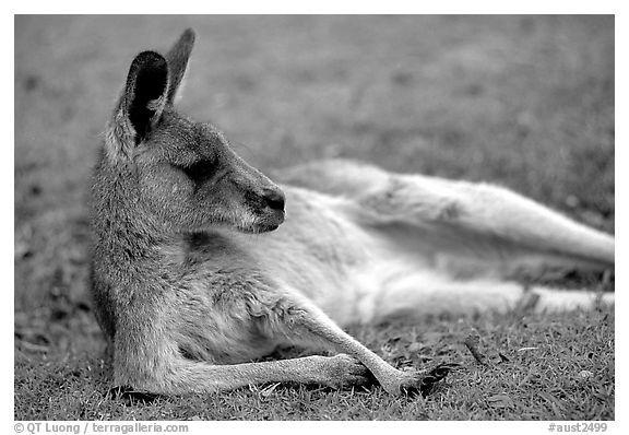 Black and White Kangaroo Logo - Australian animals Black and White pictures - Oceania stock photos ...