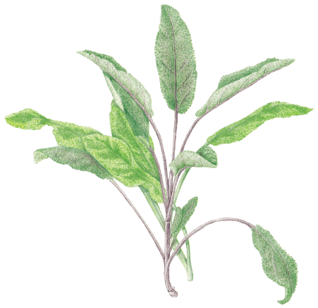 Sage Transparent Logo - Favourite Herbs: Sage