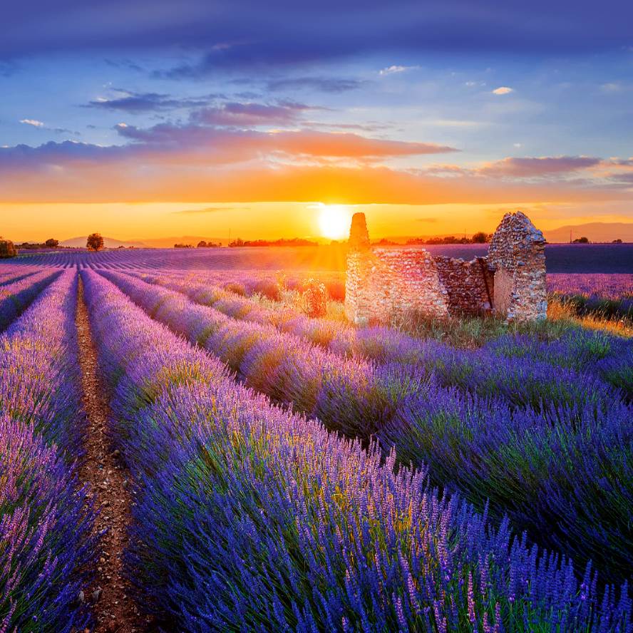 Sunset Hanstang Google Logo - garden hashtag on Twitter