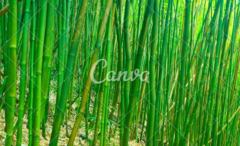 Zen Bamboo Logo - Green Zen Bamboo - Photos by Canva