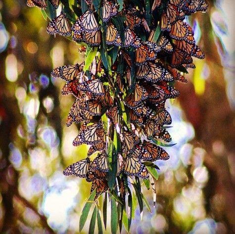 Santa Cruz Butterfly Logo - Monarch Butterflies : A City in the Trees - Visit Santa Cruz County