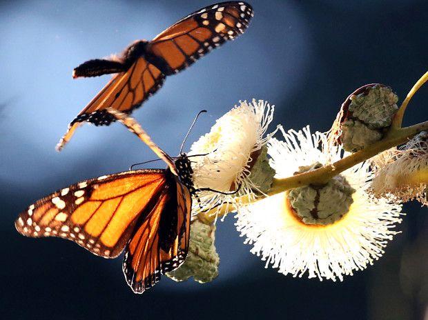 Santa Cruz Butterfly Logo - Western monarch butterfly count continues to go down
