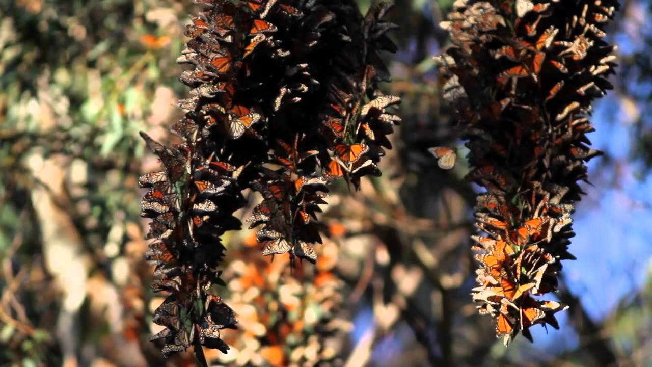 Santa Cruz Butterfly Logo - Monarch Butterflies, Natural Bridges State Park, Santa Cruz, CA
