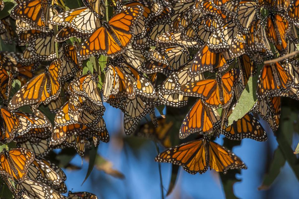 Santa Cruz Butterfly Logo - Where to See the Monarch Butterflies in California