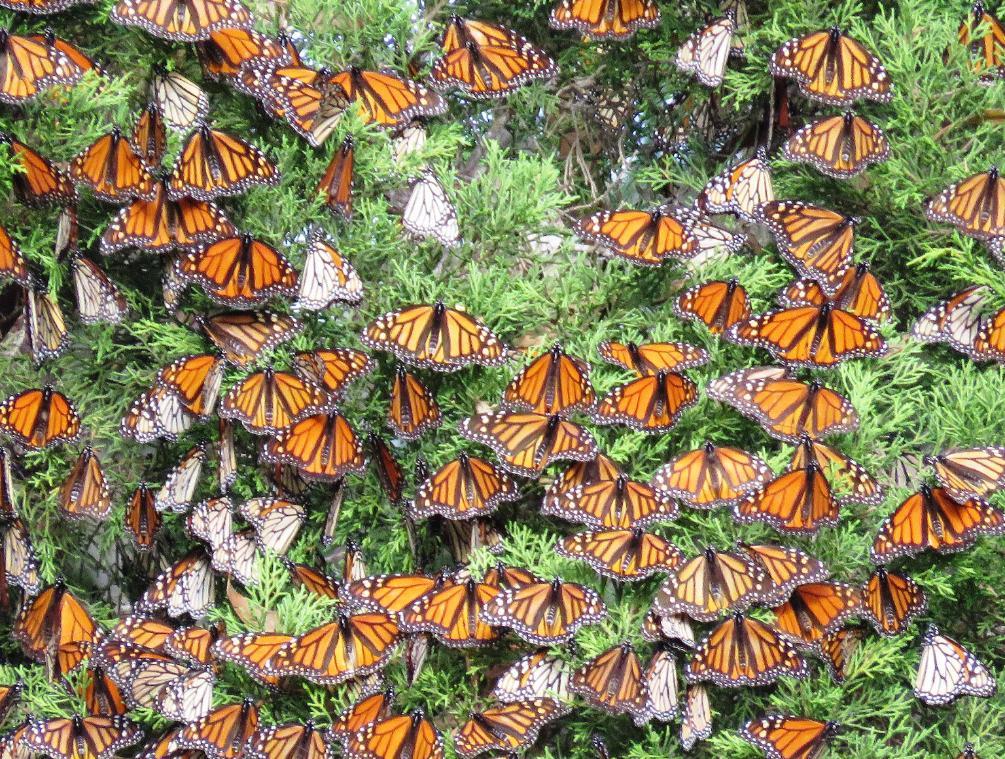 Santa Cruz Butterfly Logo - Thousands of Beautiful Monarch Butterflies Wintering in Santa Cruz