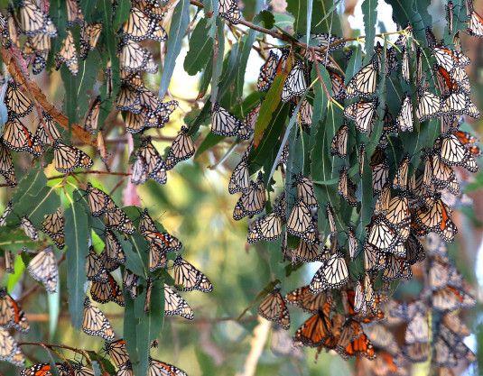 Santa Cruz Butterfly Logo - Monarch butterfly habitat bill signed into law