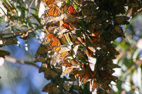 Santa Cruz Butterfly Logo - Monarch Butterflies – Santa Cruz, CA – MarcioSaito.com