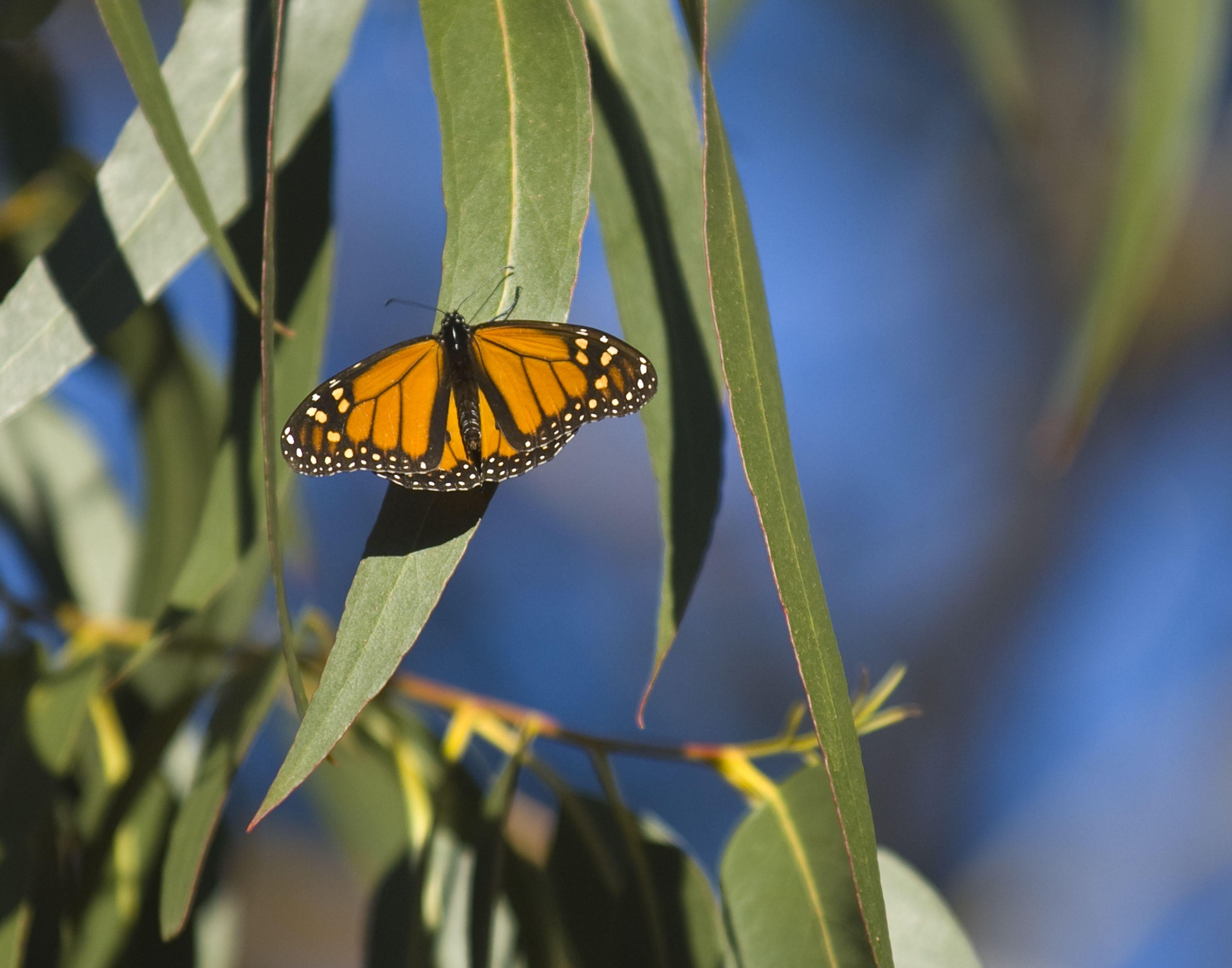 Santa Cruz Butterfly Logo - Monarch Butterflies Return to Santa Cruz
