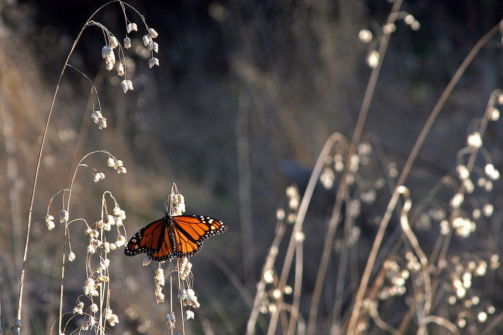 Santa Cruz Butterfly Logo - A monarch butterfly at Lighthouse Field State Beach in San… | Flickr