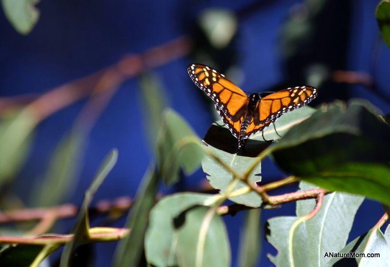 Santa Cruz Butterfly Logo - Monarch Butterfly Nature Preserve, Natural Bridges State Beach