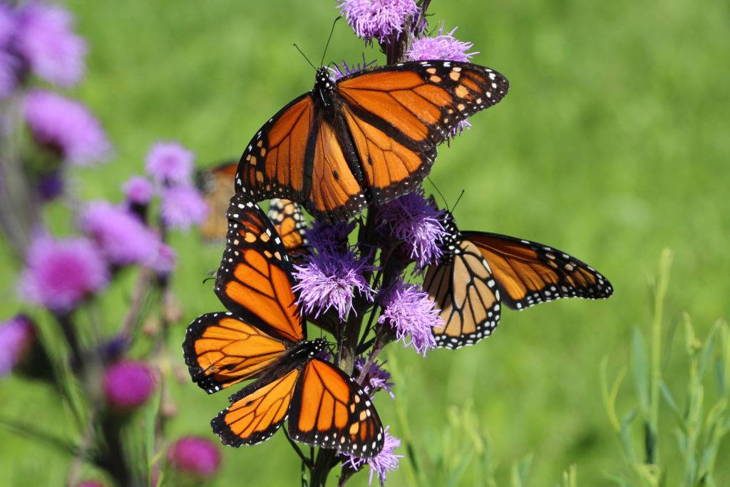 Santa Cruz Butterfly Logo - Monarch Butterfly Tour & Hike @ Santa Cruz, California, San Jose [6 ...