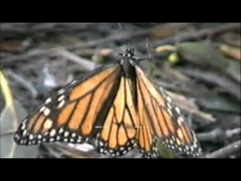 Santa Cruz Butterfly Logo - Monarch Butterfly Trail, Natural Bridges, Santa Cruz