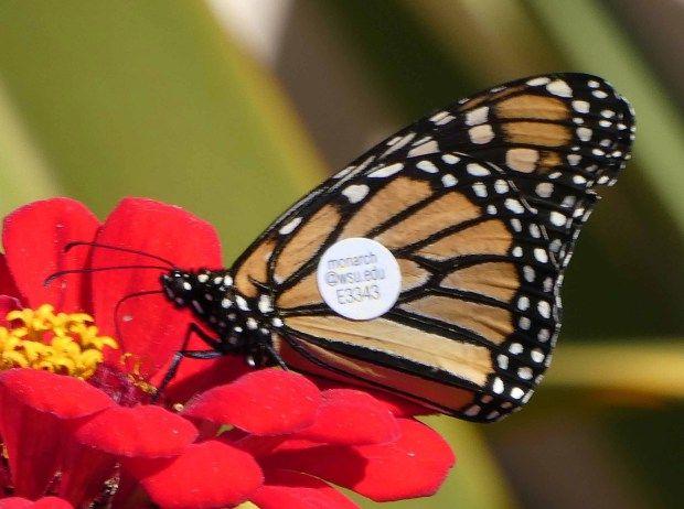 Santa Cruz Butterfly Logo - This Week in the Garden. Gardening for my Monarch friends
