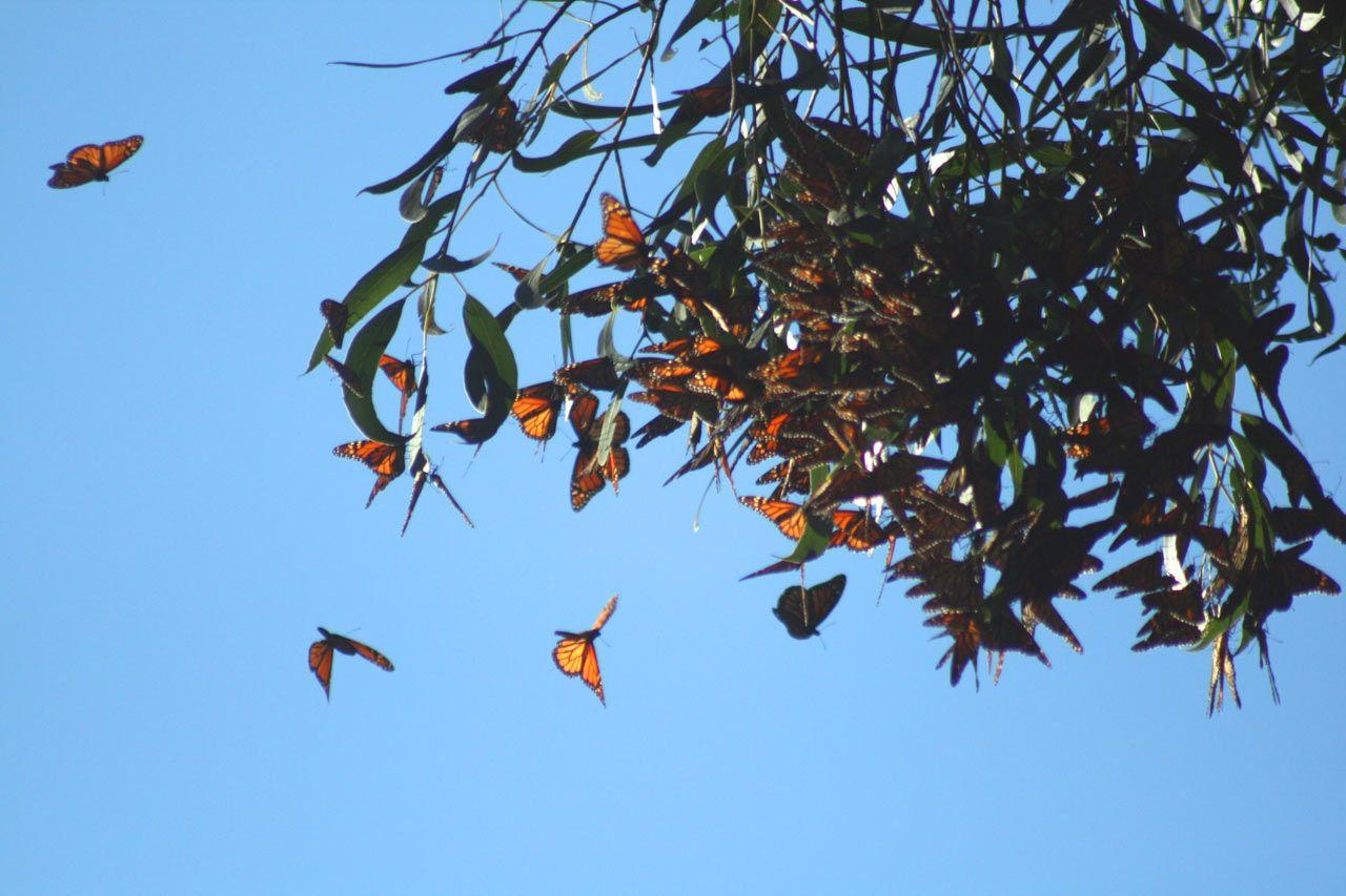 Santa Cruz Butterfly Logo - Monarch Butterflies Use Light-Dependent Magnetic Compass during ...