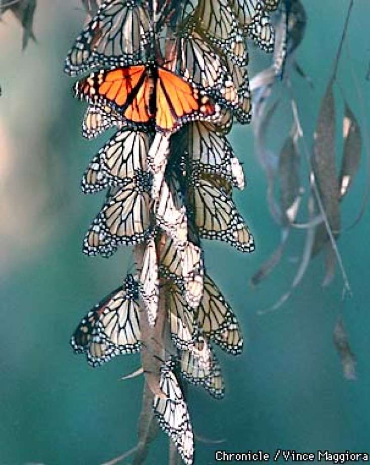 Santa Cruz Butterfly Logo - Butterfly Clusters On the Wing For Santa Cruz