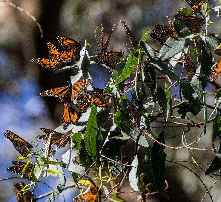 Santa Cruz Butterfly Logo - Butterfly Effect at Monarch Preserve in Santa Cruz Whips Up Big ...