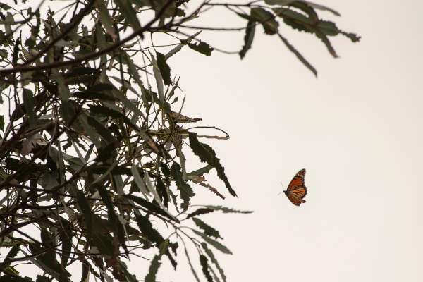 Santa Cruz Butterfly Logo - California's most famous butterfly nearing death spiral ...