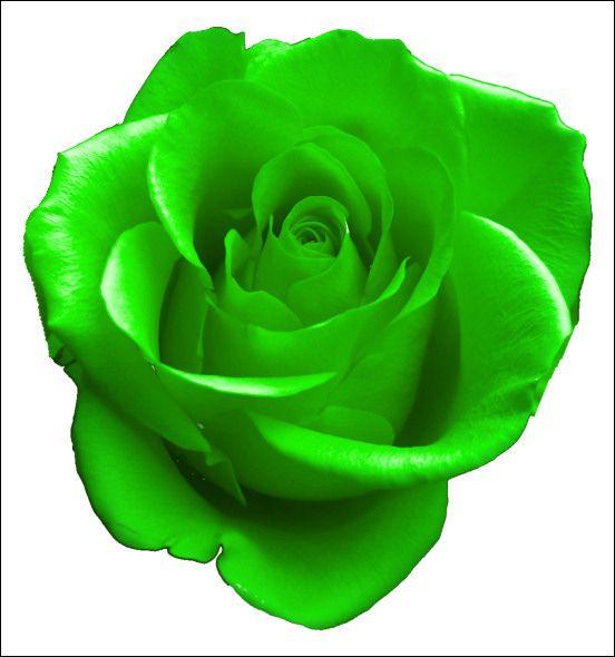 Green Rose Logo - Physics: Green Roses