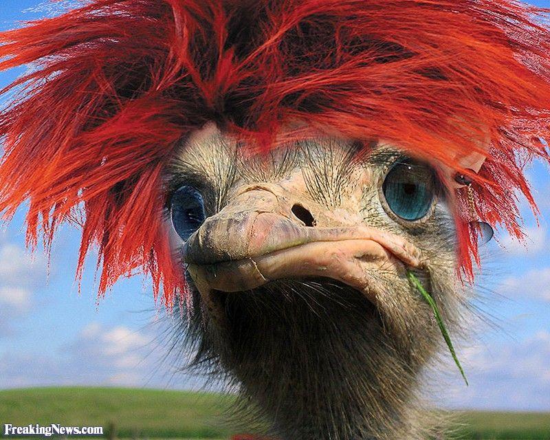Red Ostrich Logo - Miss Ostrich With Red Hair Pictures - Freaking News
