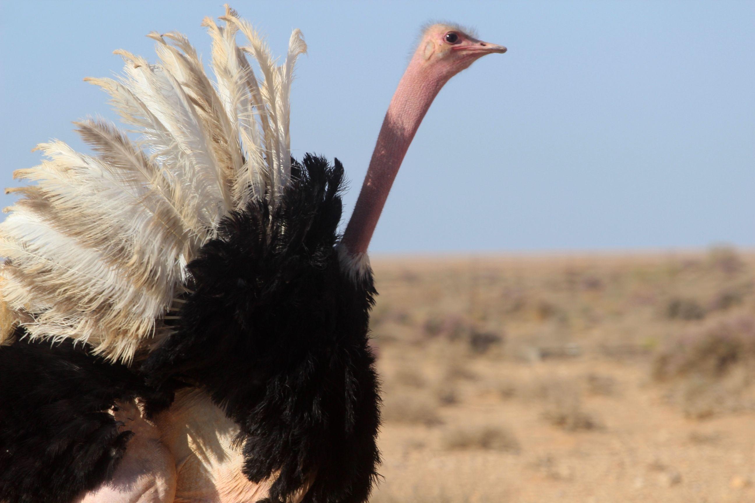 Red Ostrich Logo - Red-necked ostrich reintroduction efforts, at Conservation