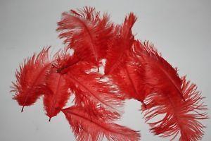 Red Ostrich Logo - 100 bright red ostrich feathers 7-10cm (3-4 inches) special ungraded ...