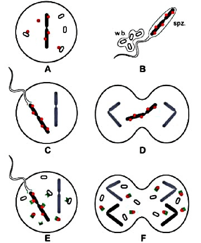 Red Circle White B Logo - Lock and key model. A: Wolbachia (white symptom) produce a lock