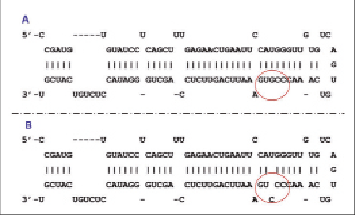 Red Circle White B Logo - SNp Rs2910164 (red Circle): G Allele Pre MiR146a (a) And C Allel