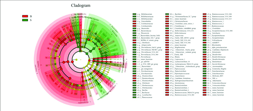 Tree Inside Circle Logo - LEfSe analysis of evolutionary tree. The circles from the inside to ...