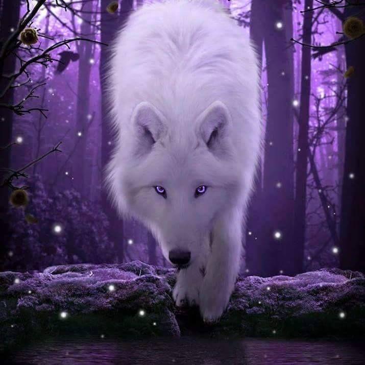 White and Purple Wolf Logo - GORGEOUS white wolf and purple background and purples on wolf and